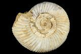 Jurassic Ammonite (Perisphinctes) Fossil - Madagascar #182015-1
